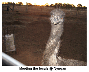 Meeting the locals (emu) at Nyngan