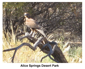 Alice Springs Desert Park