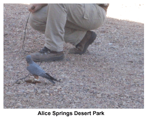 Alice Springs Desert Park