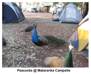 Peacocks at Mataranka Campsite